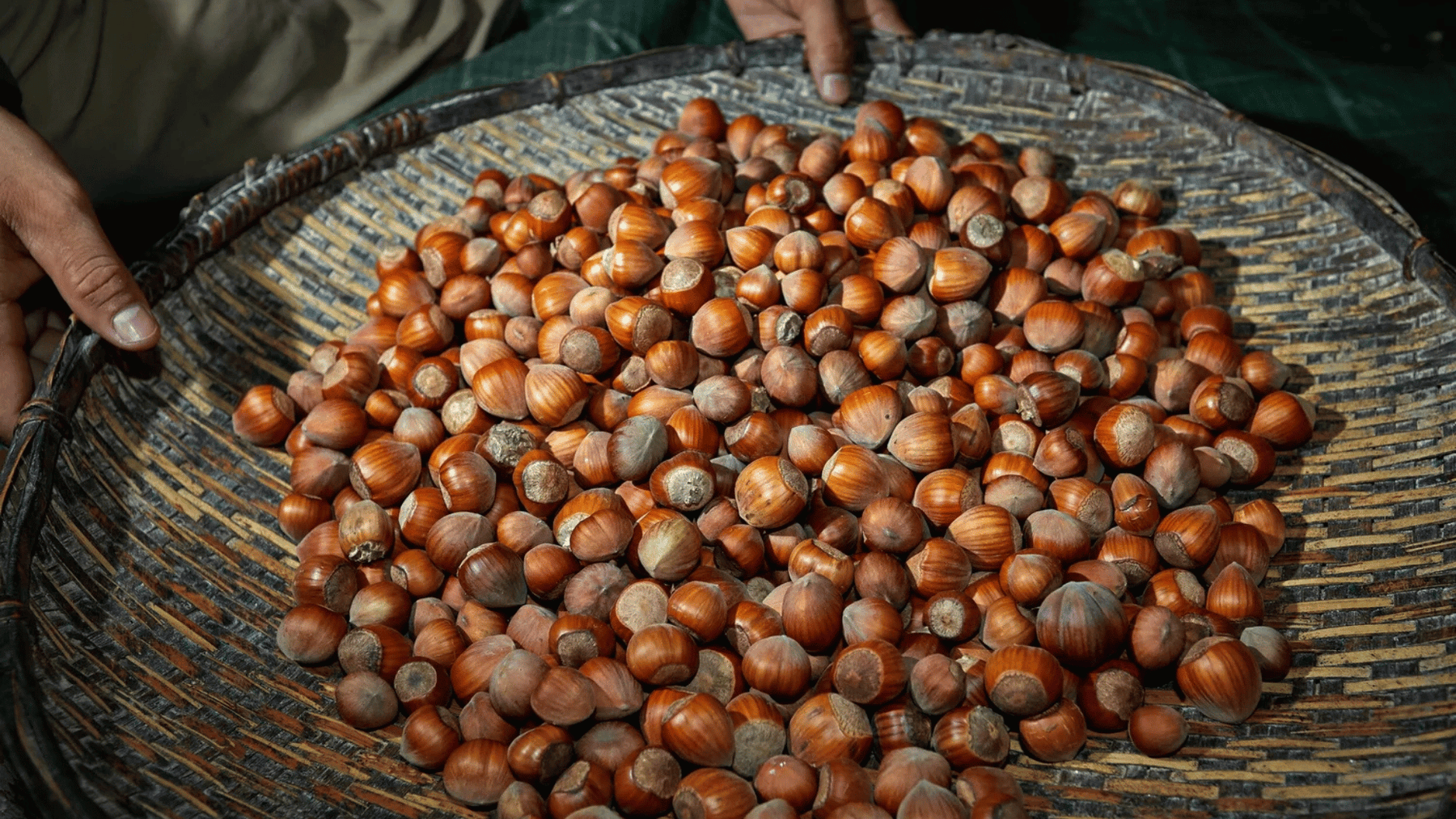 Mountain Hazelnuts