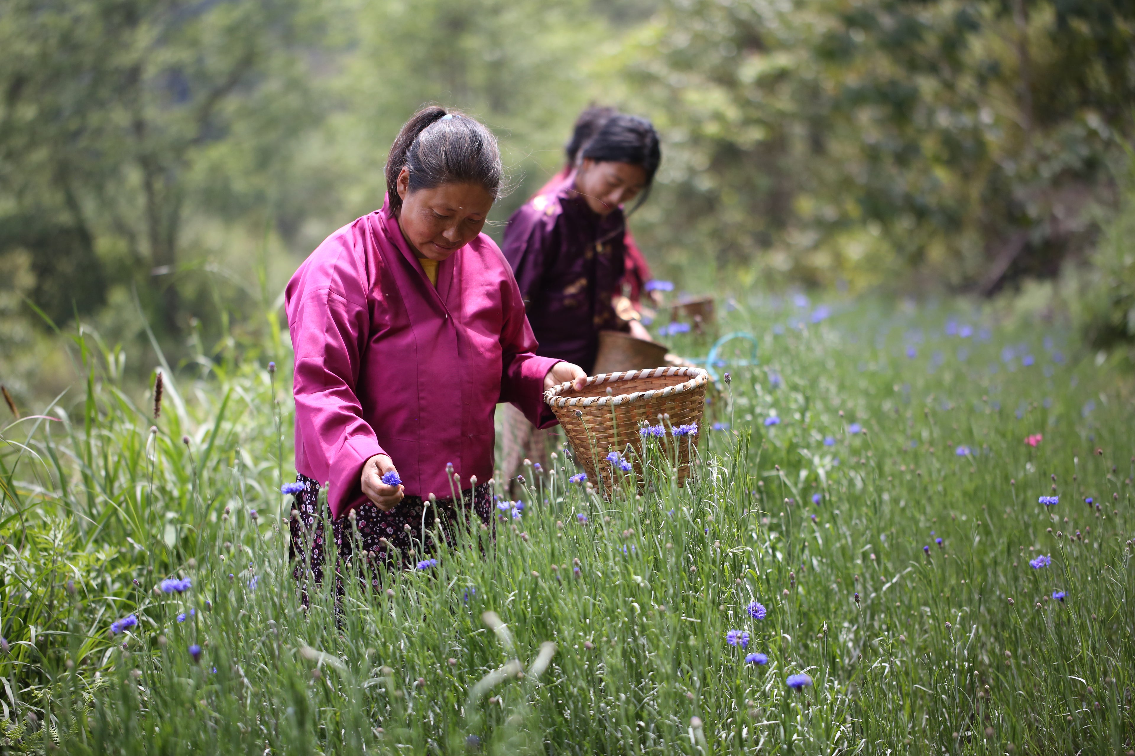 Two women in a field of tall grass and wildflowers, one holding a basket.