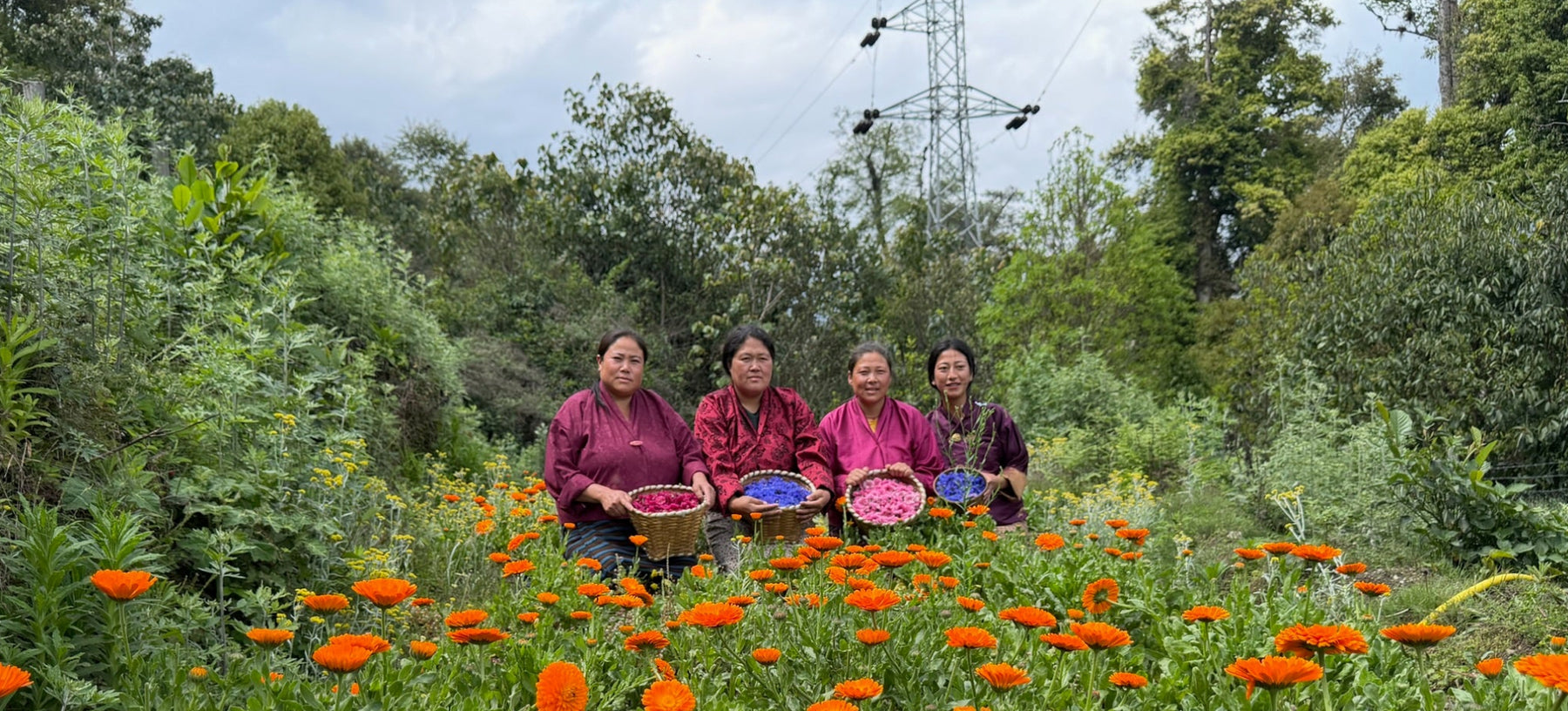 Bhutan Blossoms
