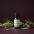 A bottle of Kingdom Essentials Khempa Essential Oil surrounded by fresh green leaves and dried flower buds on a dark purple background.